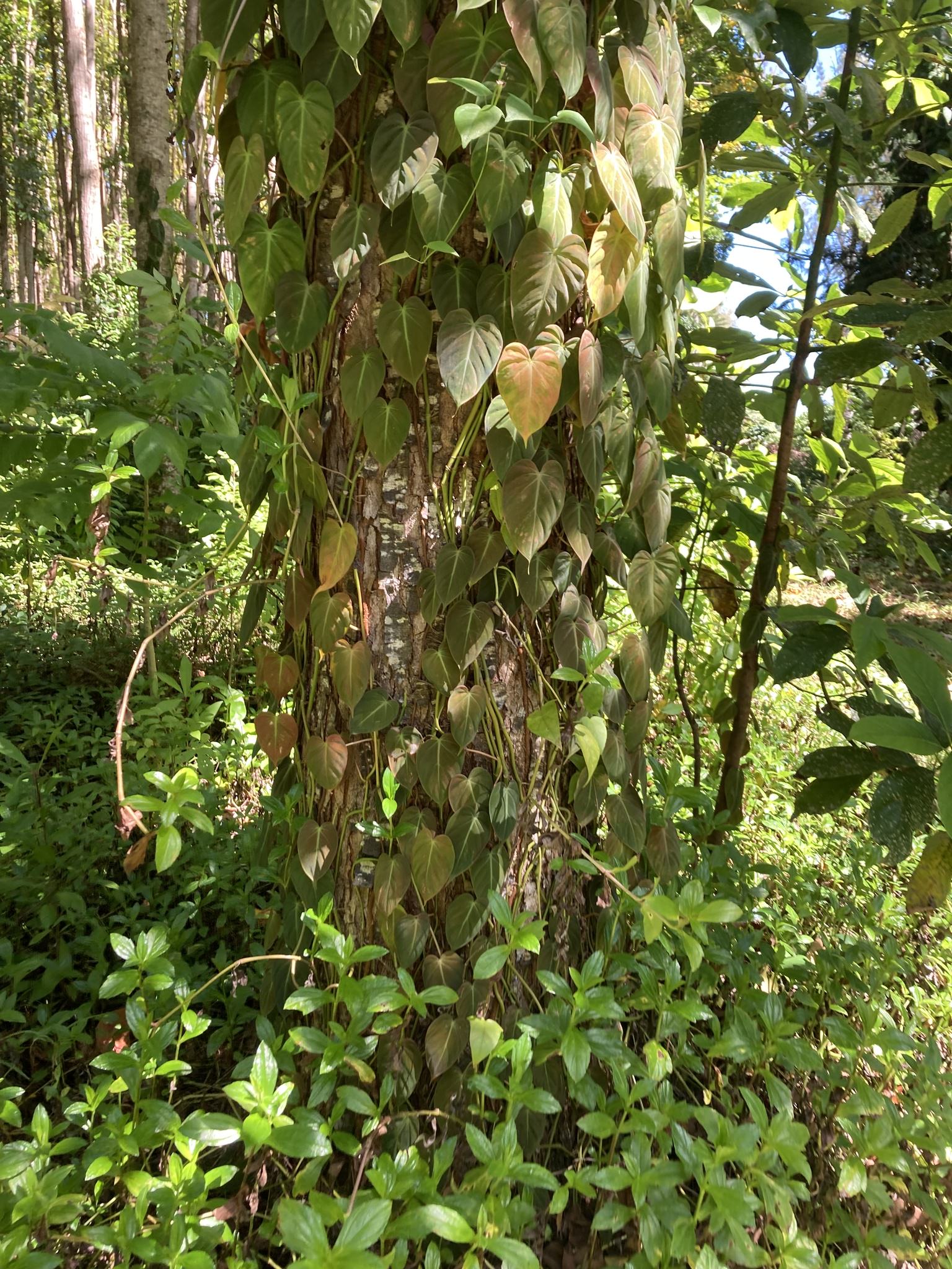 Philodendron scandens